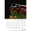 Kép 2/5 - Naptár, fali, DAYLINER, "Macro Lens"