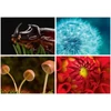 Kép 3/5 - Naptár, fali, DAYLINER, "Macro Lens"