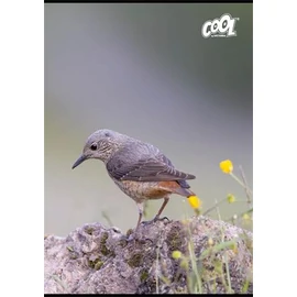 Füzet, tűzött, A4, vonalas, 80 lap, COOL BY VICTORIA "Birds" Füzet, tűzött, A4, vonalas, 80 lap, COOL BY VICTORIA "Birds"